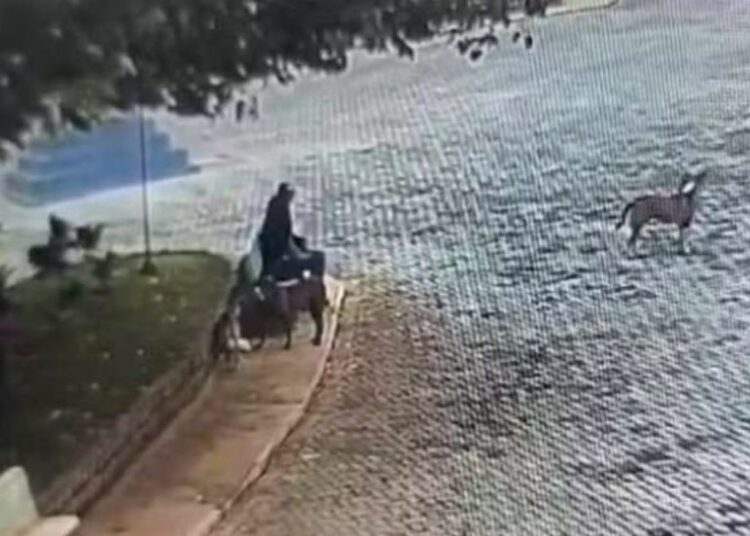 Homem é multado em R$ 21 mil por envenenar cães de rua no interior de SP