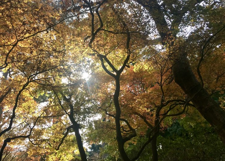 Contato com a natureza ajuda a melhorar o bem-estar dos idosos